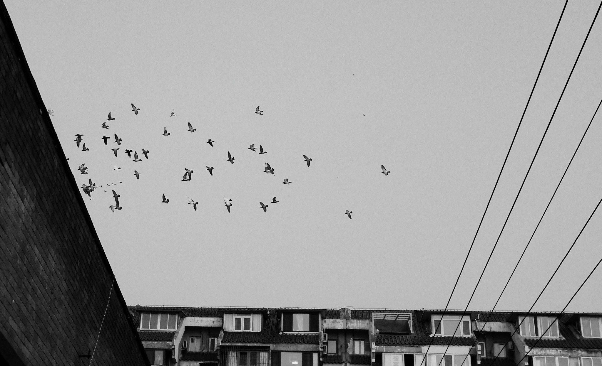 Birds flying above a quiet street in China